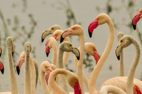 Птицы Востоке Цаво Западе Цаво Национальном Парке Амбосели Кении Стоковое Фото