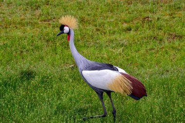 Kenya 'daki Tsavo Doğu, Tsavo Batı ve Amboseli Milli Parkı' ndaki kuşlar. 
