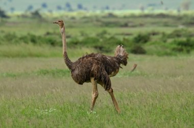 Kenya 'daki Tsavo Doğu, Tsavo Batı ve Amboseli Milli Parkı' ndaki kuşlar. 