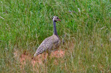 Kenya 'daki Tsavo Doğu, Tsavo Batı ve Amboseli Milli Parkı' ndaki kuşlar. 