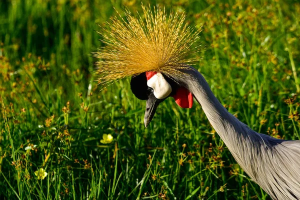 Uccelli Tsavo Est Tsavo Ovest Parco Nazionale Amboseli Kenya — Foto Stock