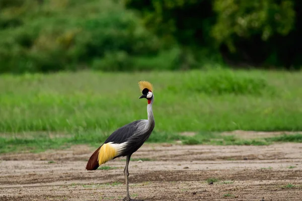 Uccelli Tsavo Est Tsavo Ovest Parco Nazionale Amboseli Kenya — Foto Stock