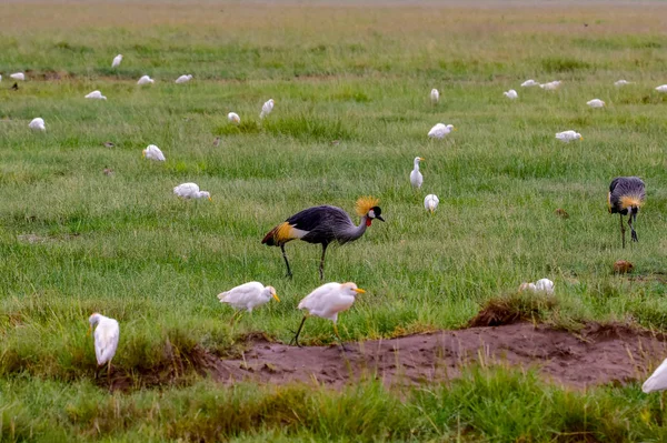 Uccelli Tsavo Est Tsavo Ovest Parco Nazionale Amboseli Kenya — Foto Stock