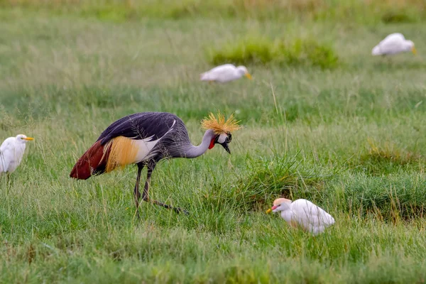 Uccelli Tsavo Est Tsavo Ovest Parco Nazionale Amboseli Kenya — Foto Stock