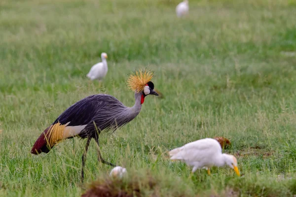 Uccelli Tsavo Est Tsavo Ovest Parco Nazionale Amboseli Kenya — Foto Stock