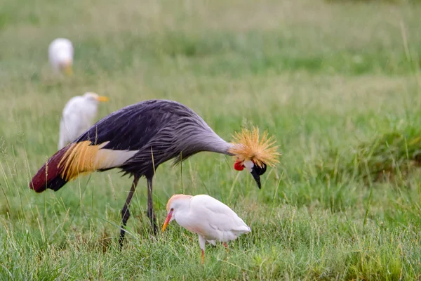 Vögel Tsavo Osten Tsavo Westen Und Amboseli Nationalpark Kenia — Stockfoto