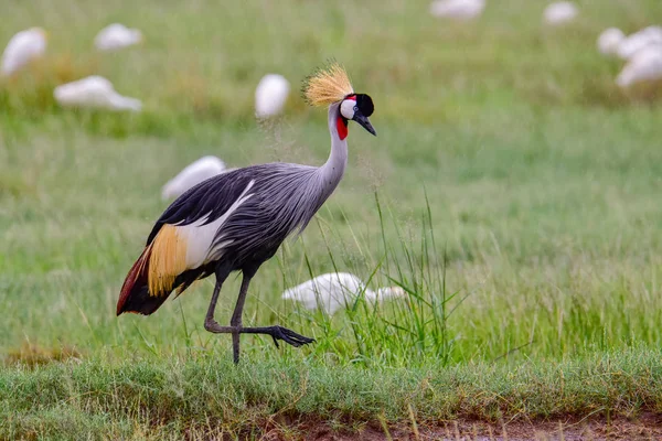 Uccelli Tsavo Est Tsavo Ovest Parco Nazionale Amboseli Kenya — Foto Stock