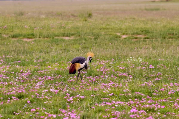 Uccelli Tsavo Est Tsavo Ovest Parco Nazionale Amboseli Kenya — Foto Stock