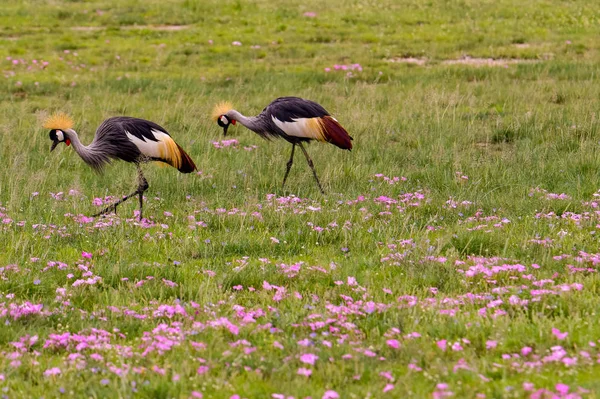 Uccelli Tsavo Est Tsavo Ovest Parco Nazionale Amboseli Kenya — Foto Stock
