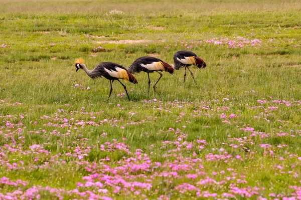 Uccelli Tsavo Est Tsavo Ovest Parco Nazionale Amboseli Kenya — Foto Stock