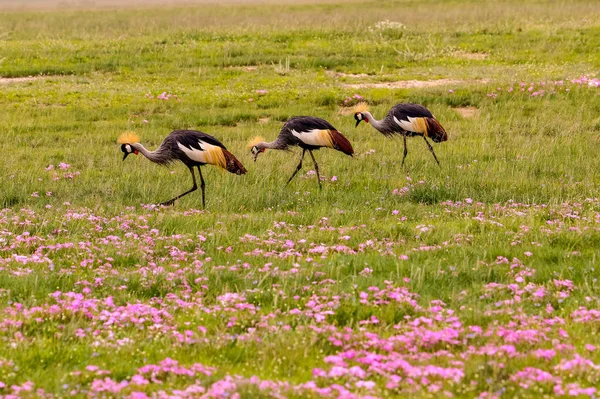 Uccelli Tsavo Est Tsavo Ovest Parco Nazionale Amboseli Kenya — Foto Stock