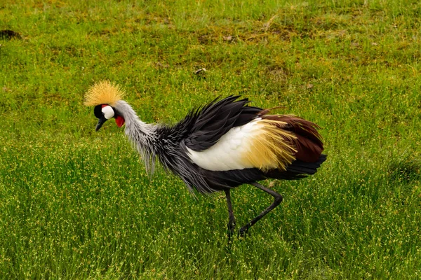 Uccelli Tsavo Est Tsavo Ovest Parco Nazionale Amboseli Kenya — Foto Stock