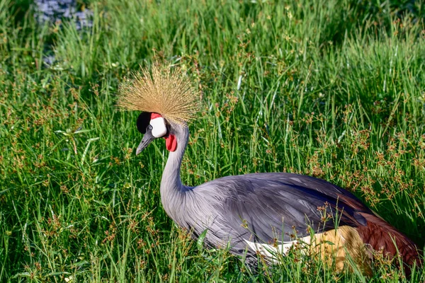 Vögel Tsavo Osten Tsavo Westen Und Amboseli Nationalpark Kenia — Stockfoto