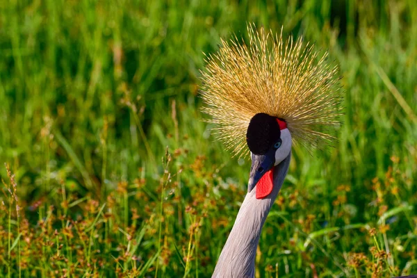 Ptáci Východě Tsavo Západě Tsavo Národním Parku Amboseli Keni — Stock fotografie