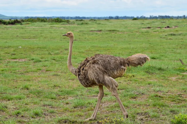 Aves Este Tsavo Oeste Tsavo Parque Nacional Amboseli Kenia — Foto de Stock