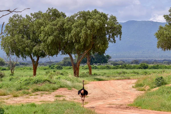 Aves Leste Tsavo Oeste Tsavo Parque Nacional Amboseli Quênia — Fotografia de Stock