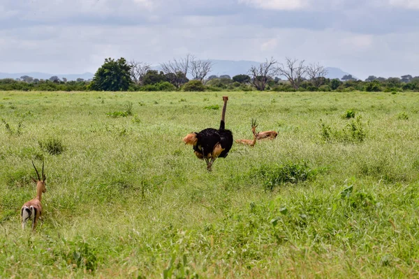 Aves Leste Tsavo Oeste Tsavo Parque Nacional Amboseli Quênia — Fotografia de Stock