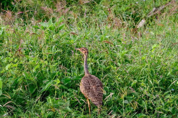 Oiseaux Dans Est Tsavo Ouest Tsavo Parc National Amboseli Kenya — Photo