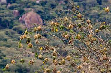 Kenya 'daki Tsavo Doğu, Tsavo Batı ve Amboseli Milli Parkı' ndaki kuşlar. 