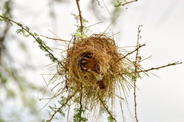 Kenya 'daki Tsavo Doğu, Tsavo Batı ve Amboseli Milli Parkı' ndaki kuşlar. 