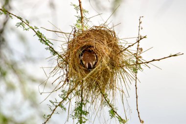 Kenya 'daki Tsavo Doğu, Tsavo Batı ve Amboseli Milli Parkı' ndaki kuşlar. 