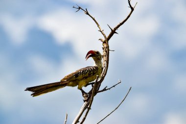 Kenya 'daki Tsavo Doğu, Tsavo Batı ve Amboseli Milli Parkı' ndaki kuşlar. 