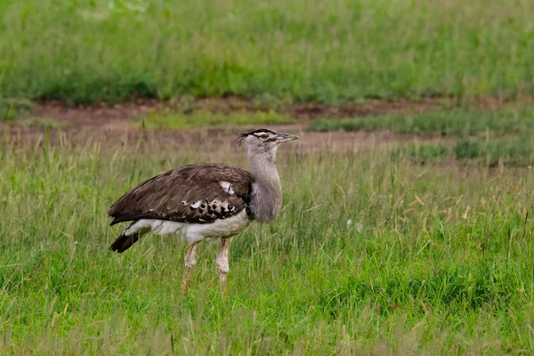 Uccelli Tsavo Est Tsavo Ovest Parco Nazionale Amboseli Kenya — Foto Stock