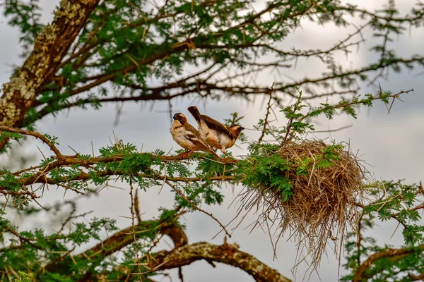 Oiseaux Dans Est Tsavo Ouest Tsavo Parc National Amboseli Kenya — Photo