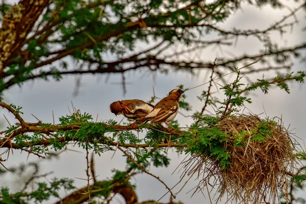 Ptaki Wschodzie Tsavo Zachodzie Tsavo Parku Narodowym Amboseli Kenii — Zdjęcie stockowe