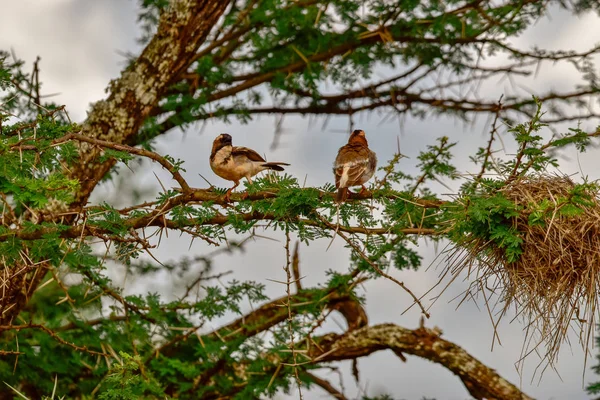 Ptaki Wschodzie Tsavo Zachodzie Tsavo Parku Narodowym Amboseli Kenii — Zdjęcie stockowe