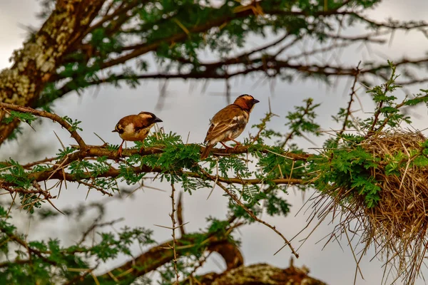 Oiseaux Dans Est Tsavo Ouest Tsavo Parc National Amboseli Kenya — Photo