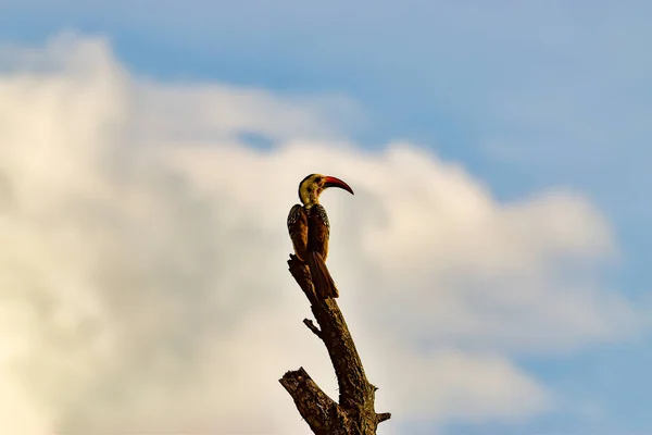 Oiseaux Dans Est Tsavo Ouest Tsavo Parc National Amboseli Kenya — Photo