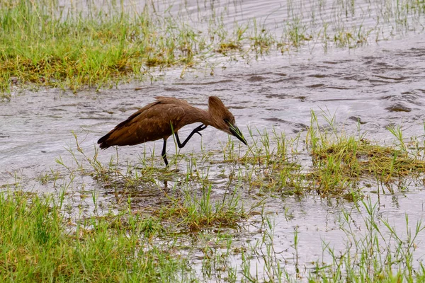 Uccelli Tsavo Est Tsavo Ovest Parco Nazionale Amboseli Kenya — Foto Stock