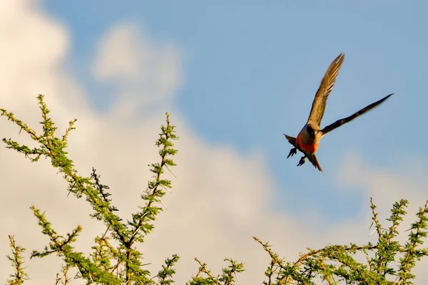 Oiseaux Dans Est Tsavo Ouest Tsavo Parc National Amboseli Kenya — Photo