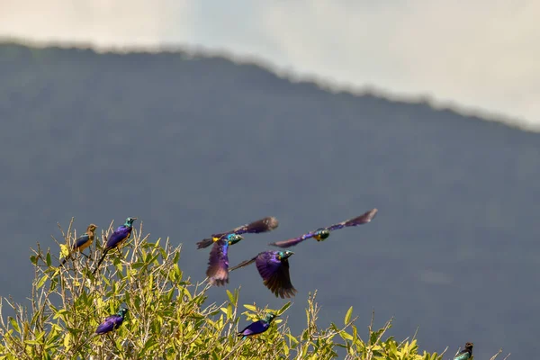 Птахи Сході Заході Цаво Національному Парку Амбоселі Кенії — стокове фото