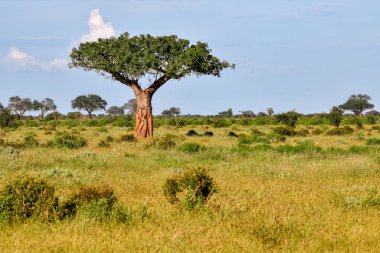 National Park Tsavo Doğu Tsavo West ve Amboseli 'nin manzara resimleri.