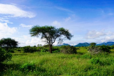 National Park Tsavo Doğu Tsavo West ve Amboseli 'nin manzara resimleri.