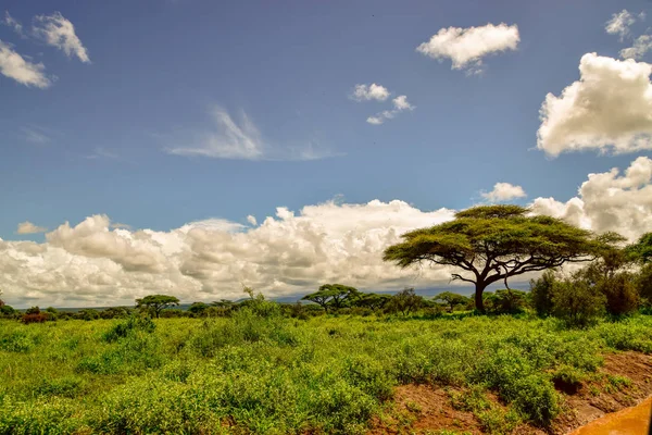 Krajobrazy Parku Narodowego Tsavo East Tsavo West Amboseli — Zdjęcie stockowe
