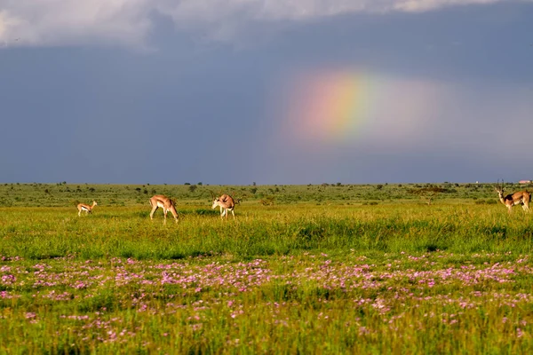 Landscape Pictures National Park Tsavo East Tsavo West Amboseli — Stock Photo, Image