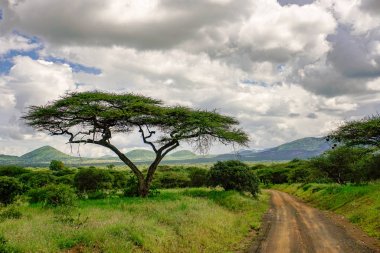 National Park Tsavo Doğu Tsavo West ve Amboseli 'nin manzara resimleri.