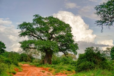 National Park Tsavo Doğu Tsavo West ve Amboseli 'nin manzara resimleri.