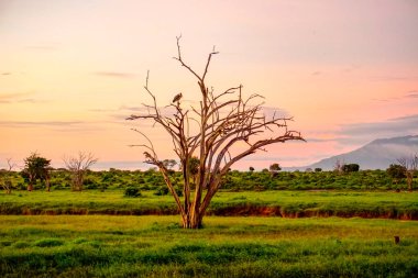 National Park Tsavo Doğu Tsavo West ve Amboseli 'nin manzara resimleri.