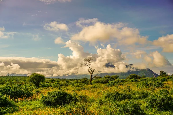 Landschaftsbilder Aus Dem Nationalpark Tsavo East Tsavo West Und Amboseli — Stockfoto