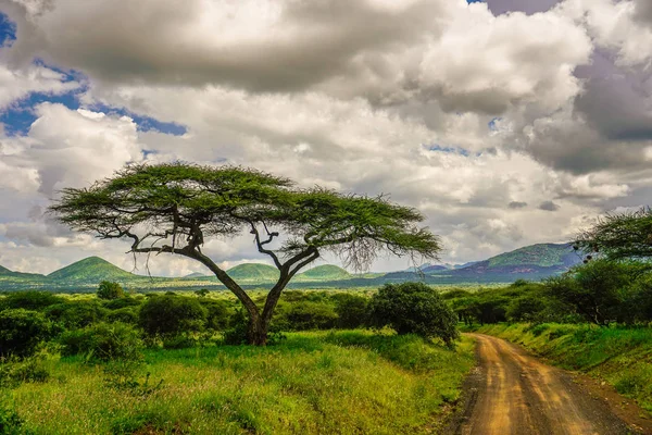 Krajinné Fotografie Národního Parku Tsavo East Tsavo West Amboseli — Stock fotografie