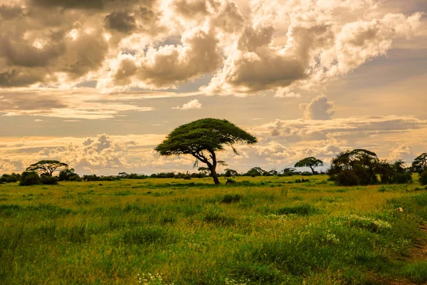 Landschapsfoto Van Het Nationaal Park Tsavo East Tsavo West Amboseli — Stockfoto