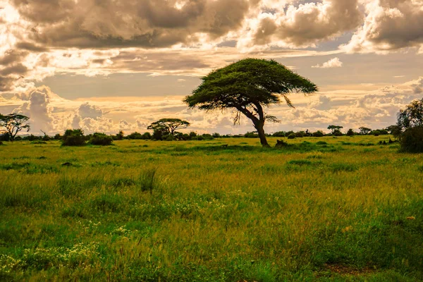 Krajobrazy Parku Narodowego Tsavo East Tsavo West Amboseli — Zdjęcie stockowe