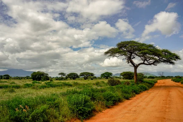 Paisagem Fotos Parque Nacional Tsavo East Tsavo Oeste Amboseli — Fotografia de Stock