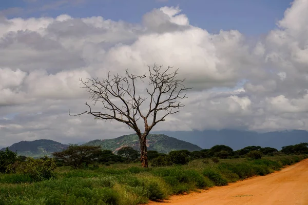Landschaftsbilder Aus Dem Nationalpark Tsavo East Tsavo West Und Amboseli — Stockfoto