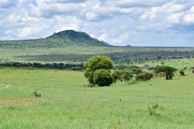 National Park Tsavo Doğu Tsavo West ve Amboseli 'nin manzara resimleri.