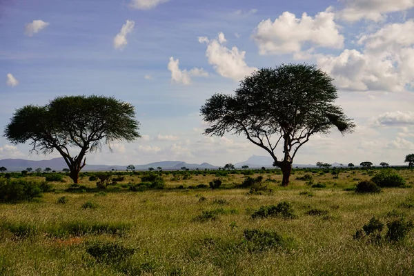 Paisagem Fotos Parque Nacional Tsavo East Tsavo Oeste Amboseli — Fotografia de Stock